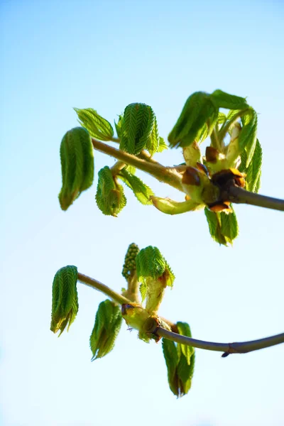 Unga Gröna Blad Trädet Blommar Våren — Stockfoto