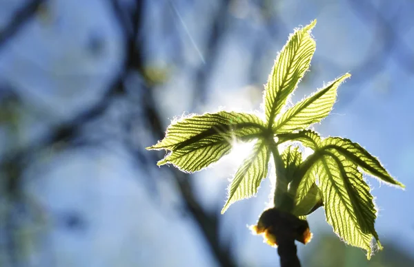 Zielone Małe Liście Wiosnę Słoneczny Dzień Kasztana — Zdjęcie stockowe