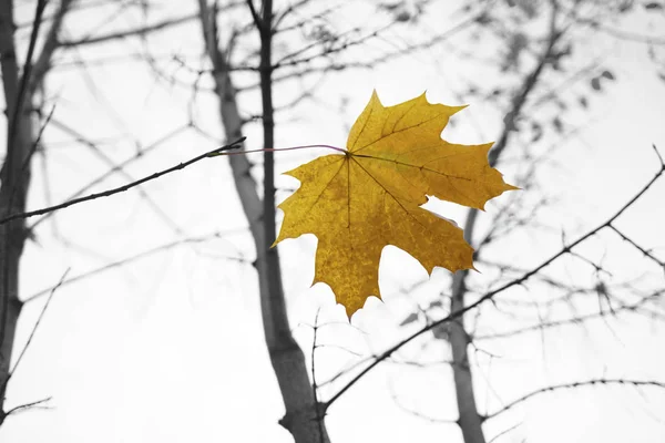 Hoja Seca Brillante Una Rama Paisaje Otoño Fondo Blanco — Foto de Stock