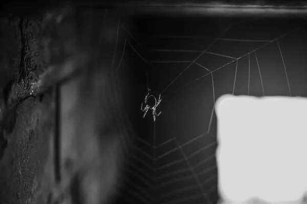 Część Spiderweb Tle Muru Ceglanego Musujące Słońcu Pajęczy Pobliżu Ściany — Zdjęcie stockowe
