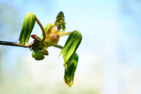 Brunch Zielonych Liści Małe Pąki Słoneczny Dzień Wiosny — Zdjęcie stockowe