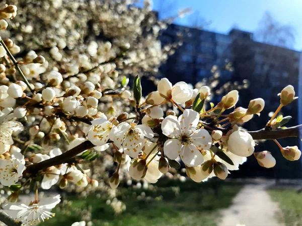 Красиві Квіти Білого Яблука Цвітуть Навесні Фон Квітучою Яблунею — стокове фото