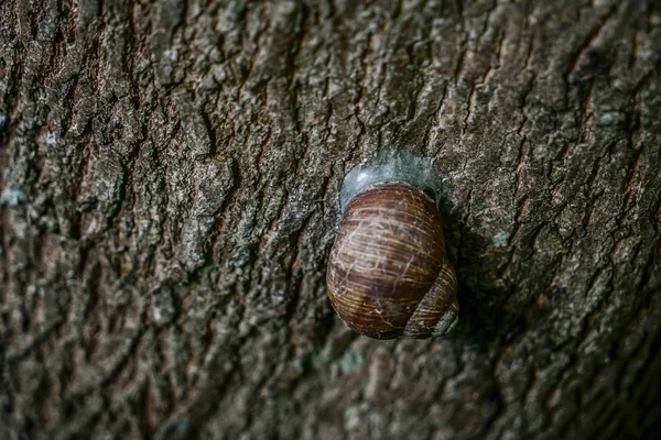 蜗牛在粗糙树皮上的特写 — 图库照片