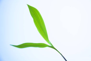 Güneş ışığında iki yeşil yaprağı kapatın. mavi gökyüzü arka plan üzerinde iki taze yaprakların makro çekim. 