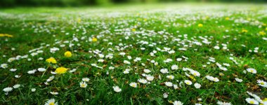 Beyaz chamomiles, doğal yeşil bulanık yay arka plan, defodaklı görüntü, seçici odak