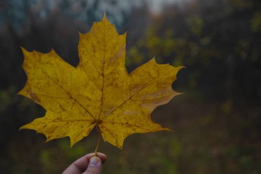 sonbahar ormanının arka planına karşı bir adam elinde sarı akçaağaç yaprağı. park bokeh arka plan. 