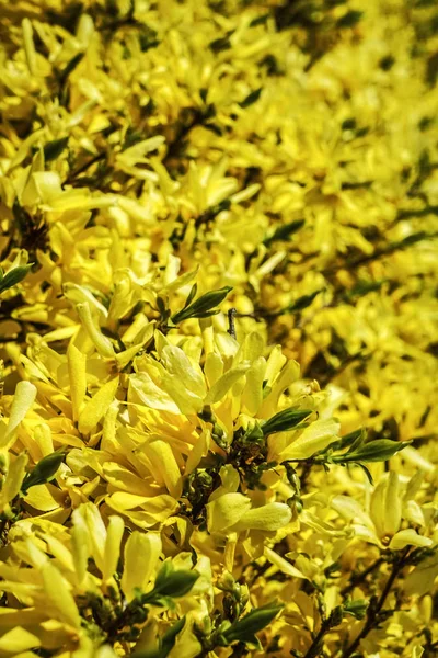 フォーサイシアブランチ美咲き春黄色の花の背景 — ストック写真