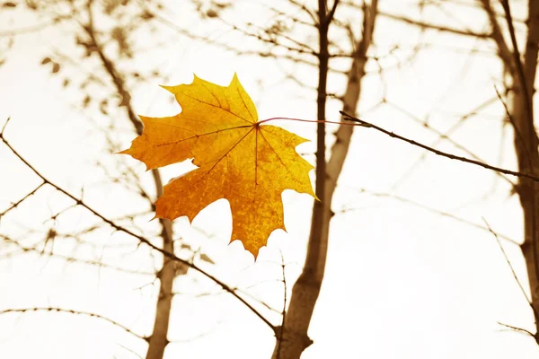 Hoja Seca Brillante Una Rama Paisaje Otoño Fondo Blanco — Foto de Stock