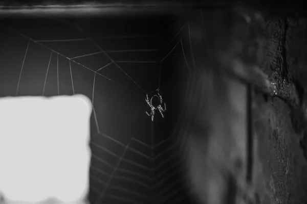 Del Spiderweb Software Tegelvägg Bakgrund Mousserande Solljus Spindelnät Nära Väggen — Stockfoto