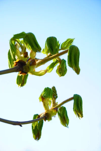 Młode Zielone Liście Drzewa Kwitnące Wiosną — Zdjęcie stockowe