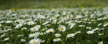Beyaz chamomiles, doğal yeşil bulanık yay arka plan, defodaklı görüntü, seçici odak