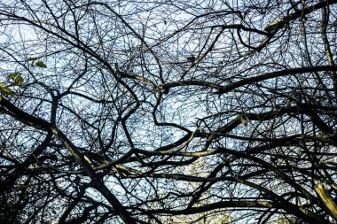 Sonbahar da yapraksız Platanus ağaçları. mavi gökyüzü arka plan üzerinde dalları. 