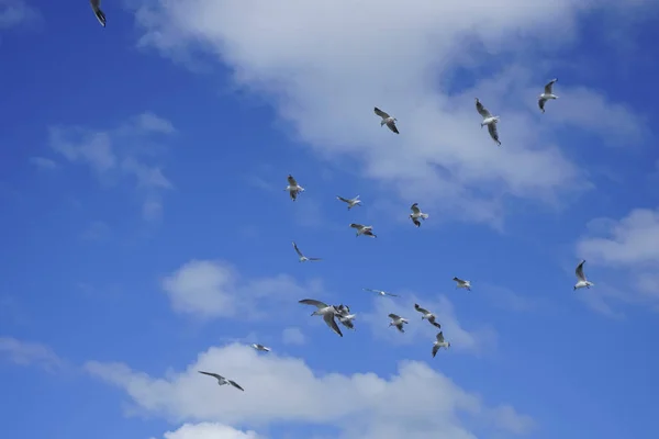 Stado Ptaków Latających Błękitne Niebo Chmur Przebudzenie Natury Wiosnę Swobodny — Zdjęcie stockowe