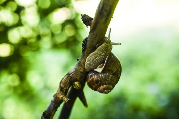 Escargot Sur Arbre Dans Jardin Petite Profondeur Mise Point Macro — Photo