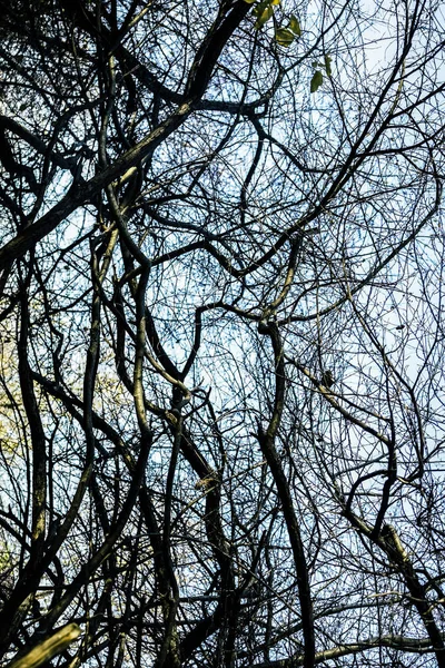 Leafless Platanus Bomen Herfst Dag Takken Blauwe Hemel Achtergrond — Stockfoto