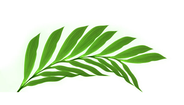 Close up of  green leaves on white