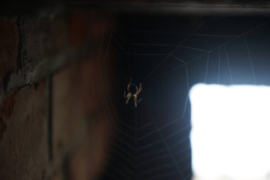 Gün batımında gökyüzü arka planında bir örümcek silueti
