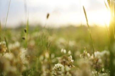  çim üzerinde güzel beyaz çiçekler 