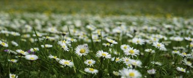 Beyaz chamomiles, doğal yeşil bulanık yay arka plan, defodaklı görüntü, seçici odak