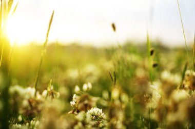  çim üzerinde güzel beyaz çiçekler 