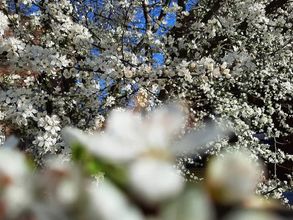 Hermosas Flores Flor Manzana Blanca Primavera Fondo Con Manzano Floreciente —  Fotos de Stock