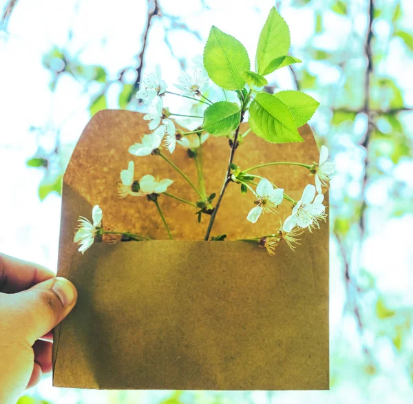 Opened envelope with white apple   flowers. Festive greeting concept. springtime season. craft paper.