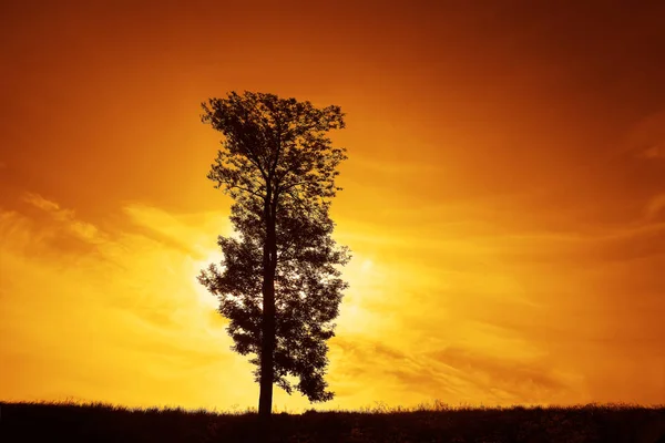 Весняний Пейзаж Самотнім Дубовим Деревом Тлі Жовтого Неба Заході Сонця — стокове фото