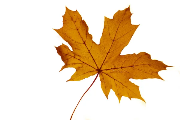 Gele Esdoorn Blad Grond Herfst Zonlicht Herfst Seizoen Achtergrond — Stockfoto