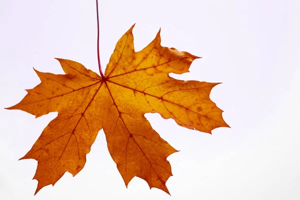 Gelbes Ahornblatt Auf Dem Boden Der Herbstsonne Hintergrund Zur Herbstsaison — Stockfoto