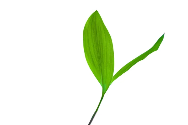 Zbliżenie Zielonych Liści Biało — Zdjęcie stockowe