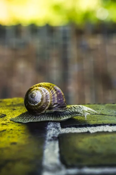 Slak Kruipen Bakstenen Muren Vinden Eten Regen — Stockfoto