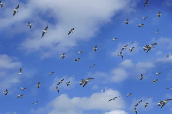 Ένα Σμήνος Πουλιών Που Πετούν Ενάντια Στον Γαλάζιο Ουρανό Σύννεφα — Φωτογραφία Αρχείου
