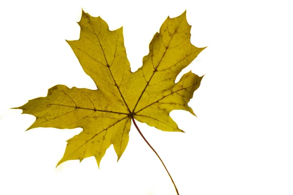 秋の日差しの中 地面に黄色いカエデの葉 秋の季節の背景 — ストック写真