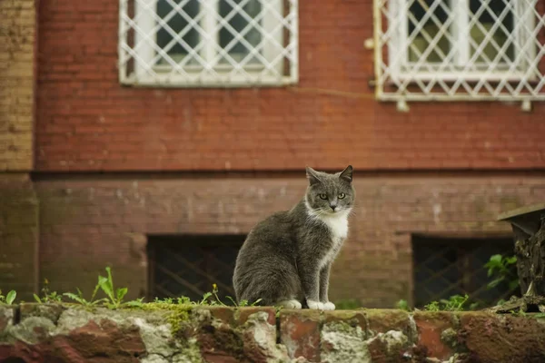 Gatto Grigio Con Gli Occhi Verdi Seduto Vicino Alla Finestra — Foto Stock