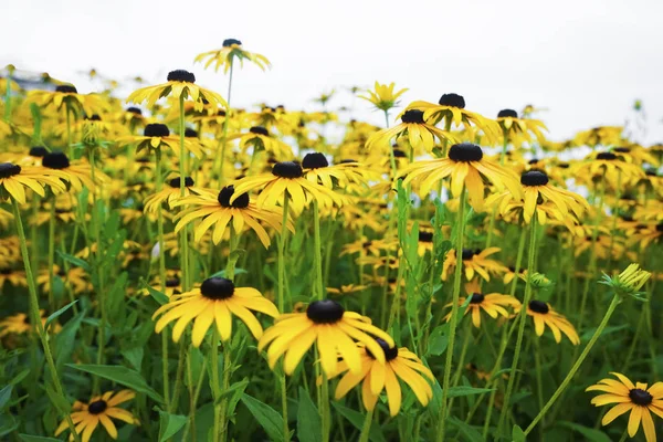 Growing up black and yellow field flowers -   isolated on white background.