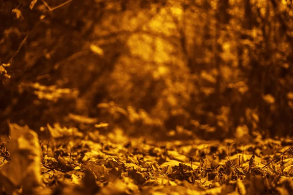 Shallow Focus Dry Leaves Background Bokeh Dried Leaves Stock Image