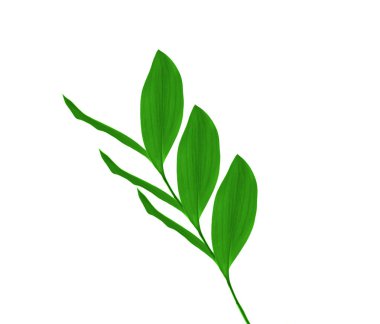 Beyaz üzerinde yeşil yaprakların yakın