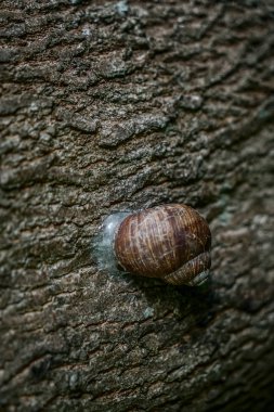 Ağaç kabuğundaki bir salyangozun kabuğunun kabuğu pürüzlü.