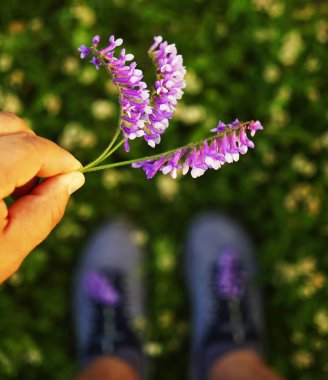 yeşil çim arka plan üzerinde elinde 3 üç mor güzel çiçekler tutan adam