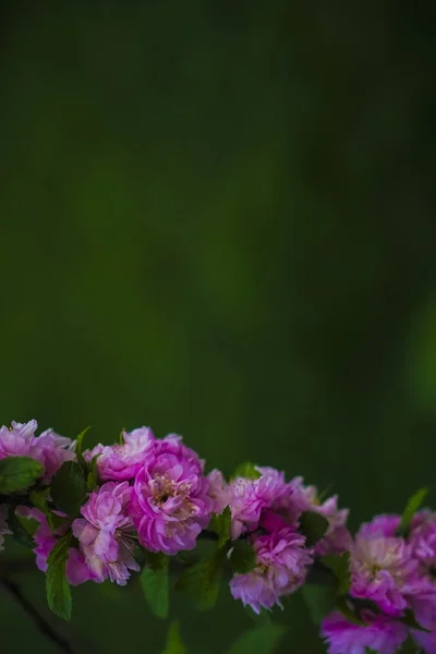 Розовые Красные Весенние Цветы Зеленом Фоне Травы Пустое Место Надписи — стоковое фото