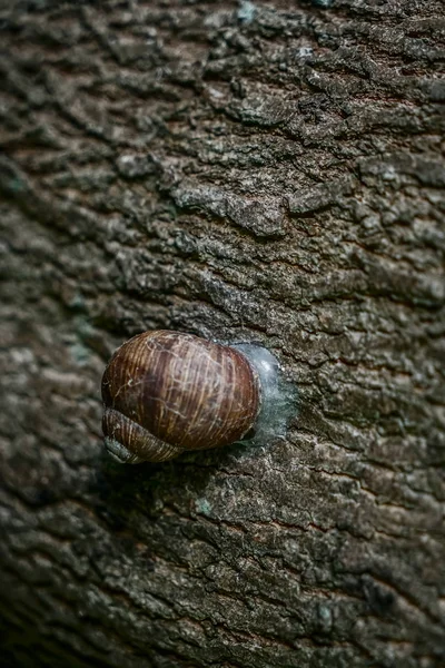 Detailní Záběr Šneka Kůře Stromu Drsnou Texturou — Stock fotografie