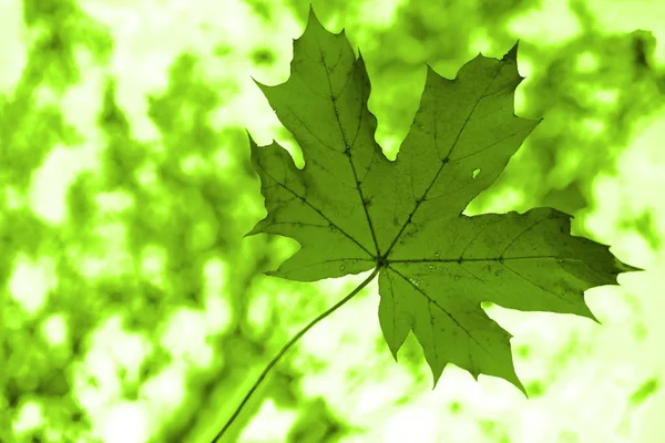 Кленовий Лист Acer Saccharum Зеленому Фоні Боке — стокове фото