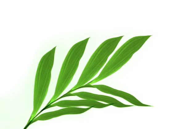 Close Folhas Verdes Branco — Fotografia de Stock