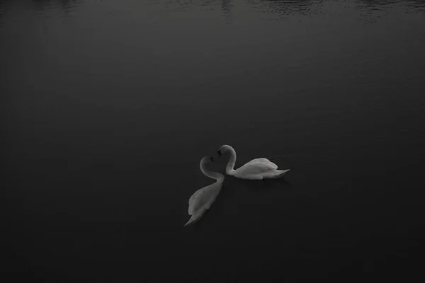 Romantické Dvě Labutě Symbol Milostného Srdce Odraz Vody Modrém Pozadí — Stock fotografie