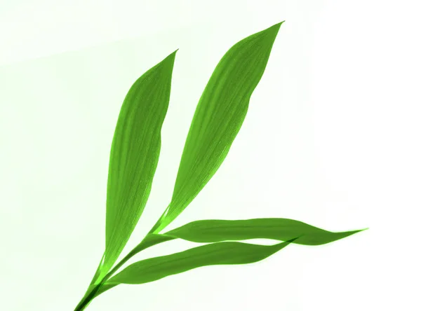Close Green Leaves White — Stock Photo, Image