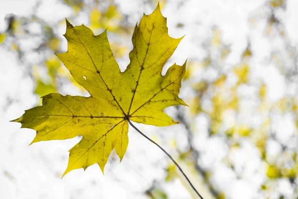 Gelbes Ahornblatt Auf Dem Boden Der Herbstsonne Hintergrund Zur Herbstsaison — Stockfoto