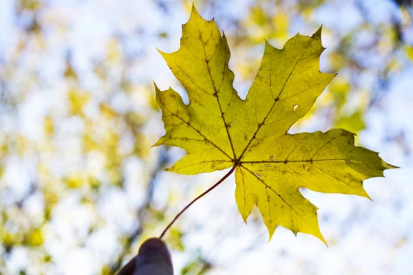 Gelbes Ahornblatt Auf Dem Boden Der Herbstsonne Hintergrund Zur Herbstsaison — Stockfoto