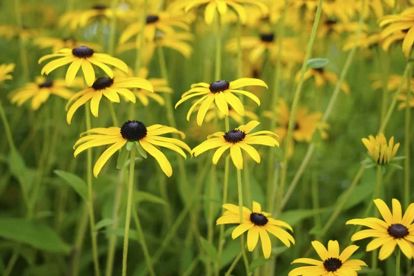 Growing up black and yellow field flowers -   isolated on white background.