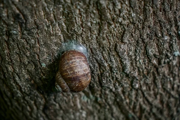 Primo Piano Una Chiocciola Una Corteccia Albero Con Una Struttura — Foto Stock