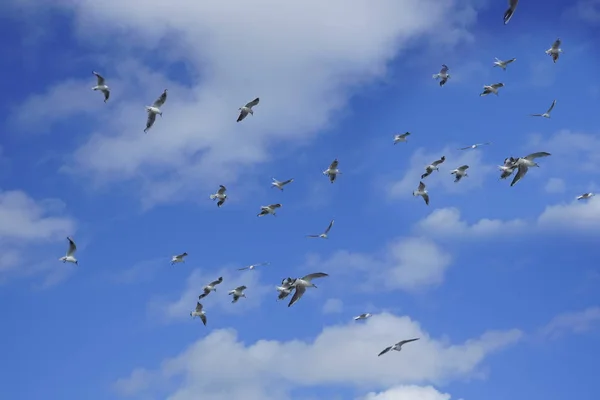 Stado Ptaków Latających Błękitne Niebo Chmur Przebudzenie Natury Wiosnę Swobodny — Zdjęcie stockowe
